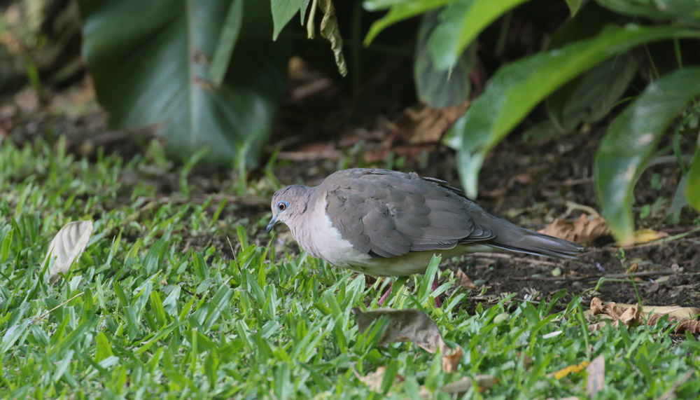 White-tipped Dove